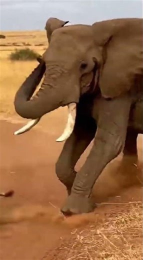 Never mess with Elephant, the Hulk of the Jungle #shorts