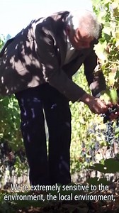 2.6K views · 46 reactions | If you like wine, then this segment is for you! Peter Mondavi Jr., owner of the oldest wine estate in Napa Valley, takes us on a journey through his vineyard. Learn more about Peter’s life and the meticulous process of making the perfect bottle of wine. | Voice of America | Facebook