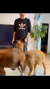 72K views · 1.5K reactions | Mum vs dad vs grandpaw: boxer Labrador edition! #boxerdog #labrador | Bobby from the bin | Facebook