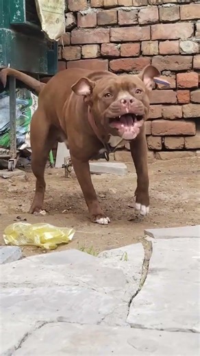 rex rad alert apbt || cool dog #petcareprovider #pitbull #bog #pets #ilovemypet #manypets #petneeds