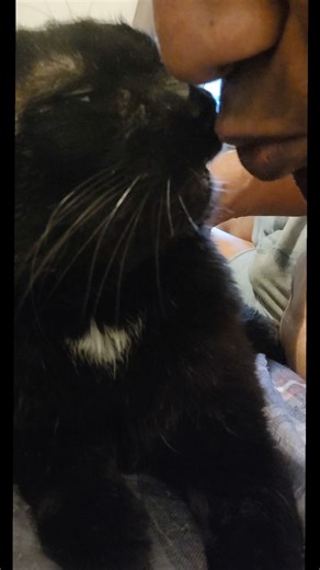 Update on adopted black cat Tom his very happy with his new home #cats #cat #catsoftiktok #petlover #petstory #petsoftiktok #petsoftiktok