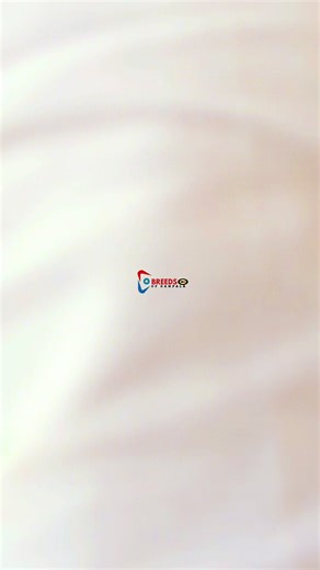 Discover the Breeds of Kampala