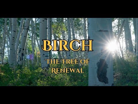 Green Magic: Sacred Trees - Birch | Lore, Magic, Facts, and Folk Medicine