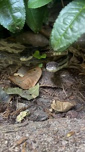 This is the coolest thing I’ve ever seen in nature - two male gray rat snakes fight for dominance