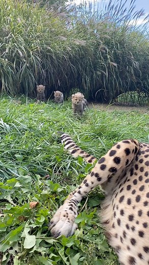 Smithsonian's National Zoo on Instagram: "Turn your sound up for this #InternationalCheetahDay moment! Cheetahs purr, bark, growl, hiss & chirp. This cub was vocalizing to warn a potential predator (or a keeper) to stay back. Miss the last cheetah update? Spot it here: https://s.si.edu/46H6I3h. (Link in bio.)"