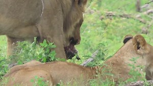 18K views · 811 reactions | Young male lion eating a tortoise #video #trend #reels #travel #reelsviral #Amazing #trending #reelsfb #viral #life #nature #wildlife | African Bush Kingdom | Facebook