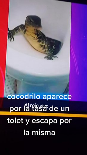 Cocodrilo sale en tasa de el baño #para #ti
