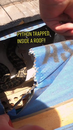Python Trapped Inside a Roof!!