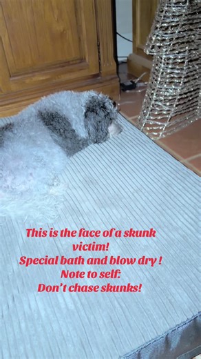 Skunk Removal Shampoo per ChatGPT: 4 cups hydrogen peroxide 1/4 cup baking soda 1 teaspoon Dawn. Do not leave on longer than 5 minutes. Follow with dog shampoo and conditioner. Blow dry. #skunksmell #flowersprayedme #GutsToExploreChallenge