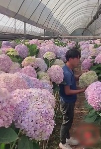 The work of fresh flower factory workers 🌸🌼 | Feedy Life