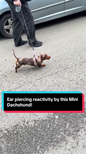 Ear piercing reactivity by this Mini Dachshund! #minidachshund #miniaturedachshund #minidoxie #reactivedog #dogtraining