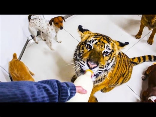 10 Awesome & Unusual Pets