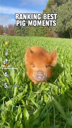 The best of Piglet 🐷 #foryou #ranked #best #moments #bestmoments #pig #top5