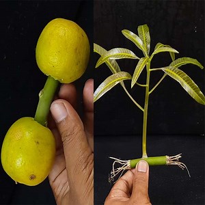 Best Natural Orange Rooting Hormone | Cool Method How I Propagation Mango Tree From Cutting | Ashik Muztaba