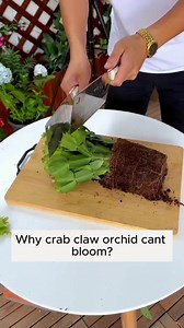 855K views · 9.8K reactions | helps crab orchids bloom easily #nature #usa #tricks #gardentips #tutorial #howto #hometips #tips #homehacks #garden #plants #soil #seedling | Gardening 84 | Facebook
