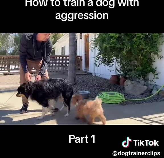 How to Train a Dog with Aggression Part 1