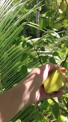 Balimbing #fruit | Florame B