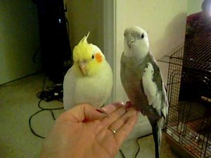 Cockatiel Love Song