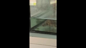 Turtle mistakes its own poop for food in aquarium in Fujian, China
