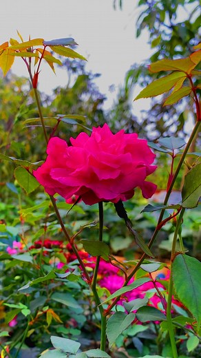 Pink Color Rose in The Garden🥀#pinkroses #roses #flowers #roselover | Jhumpa-ঝুম্পা