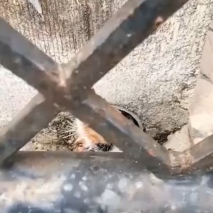 166K views · 10K reactions | This kitten is stuck in a tight drain pipe   | Soul Divine | Facebook