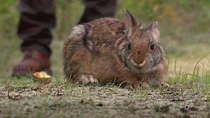 Have you seen this rabbit? Maine wildlife officials searching for New England cottontail