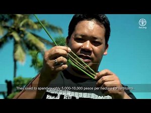 FAO's Regional Rice Initiative (RRI) - Philippines