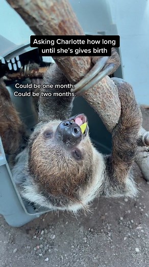 Exciting Times at Denver Zoo: Await the Arrival of Our New Baby Sloth