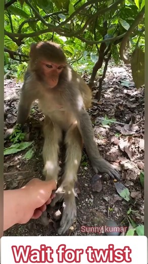 Monkey ke funny reactions Ek baar jaroor dekho 😂🙈 #monkeyshorts #funnymonkey #monkeylove #bandar
