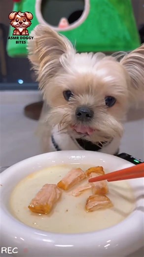 This Lives In Your Head 😱 Yorkie ASMR #yorkie #animals #dog #dogshorts