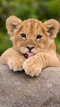 Adorable Lion Cubs Sharing a Sweet Moment 🦁❤️ #wildlife
