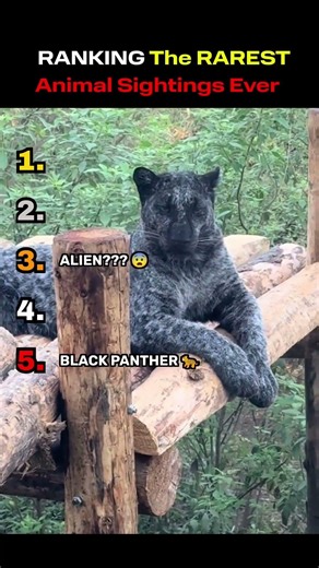 RANKING The RAREST Animal Sightings Ever! 🌍 #shorts
