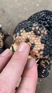 Gila monster love! Venomous lizard