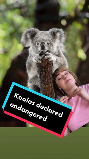 Koala Habitat Recovery Efforts After Bushfires in Australia