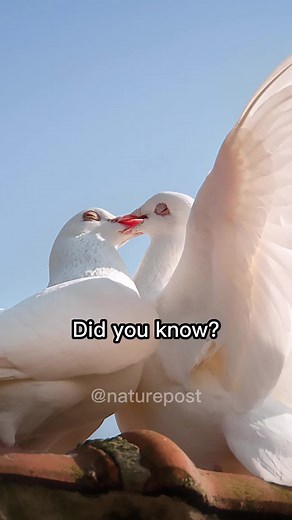 HAPPY VALENTINE'S DAY #memes #education #didyouknow #viral #interesting #foryoupage #fyp #trending #fact #naturepost #valentines #doves #valentinesday