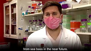 Would you eat a fish filet grown in a lab? Find out how research from the University of Calgary might help startups grow animal proteins without the animals for restaurants one day, without costing a fortune: www.cbc.ca/1.5805985 | CBC Calgary