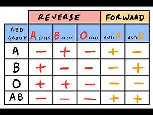 ABO Blood Grouping Forward And Reverse or Backward Grouping