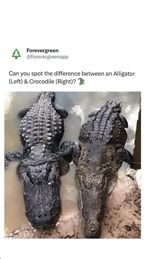 Croc vs Gator: Can You Spot The Difference?