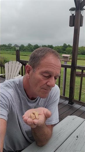 MY ORIGINAL CHIPPY SCARS AND ALL (retro) #chipmunk #funny #comedy #wildlife #nature #old #retro