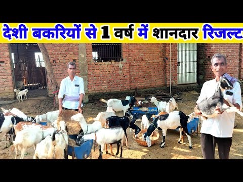 1 वर्ष में Black Bengal Goat Farm का लेखा-जोखा✅💯 Black Bengal Goat Farming || Goat Farming Business