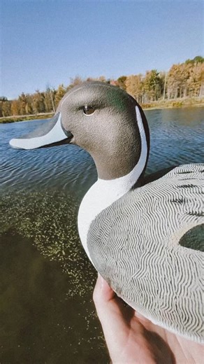 Drake pintail put through the first Float Test and Self-Righting wringer! Cork. Tupelo. White Oak. Acrylics. #duckhunting #decoys #carving #woodworking #painting | Costilow Decoys