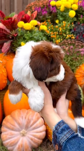 36K views · 1.3K reactions | Just a quick reminder that we’re only 11 days away from the start of the “Ber” months ✨      #bernedoodles #bernedoodlesofinsta #bernedoodlesofig #bernedoodle #minibernedoodle #minibernedoodlesofinstagram #sablebernedoodle | Namaste Bernedoodles | Facebook