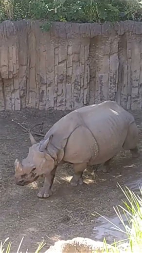 Rhinoceroses Sound- Like Grunting, Growling, Mooing,Panting, Squealing #shortsfeed #shorts