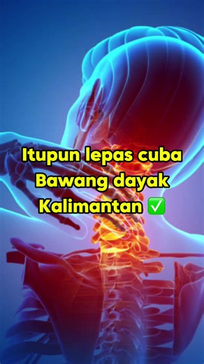 Understanding the Human Kidney: Functions and Anatomy