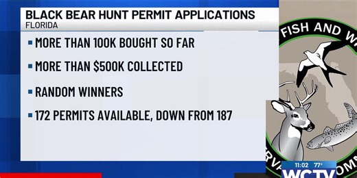 FWC lowers the number of bear hunting permits to be issued