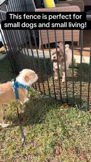 Morty the Mighty Mutt on Instagram: "#morty"