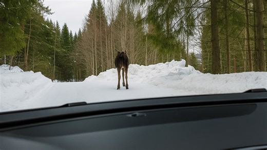 Frustrated Moose Smashes Car Window on Snowy Road