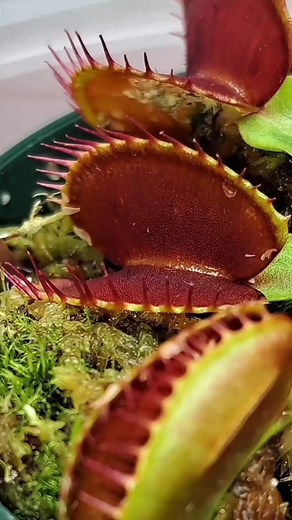 Slug Bug. No hit back  Venus fly trap VS. Slimy slug #carnivorousplant #tropicalplants #venusflytrap #flytrap #nepenthes #drosera #sundew #cephalotus #sarracenia icplants #rareplants #australianpit | Carnivorous Plants | Facebook