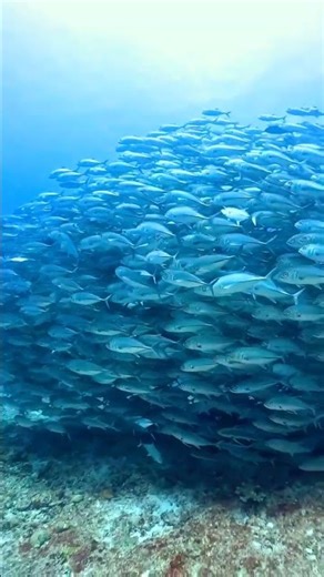 Beautiful Tropical School Fish Swimming Together in Perfect Harmony #short