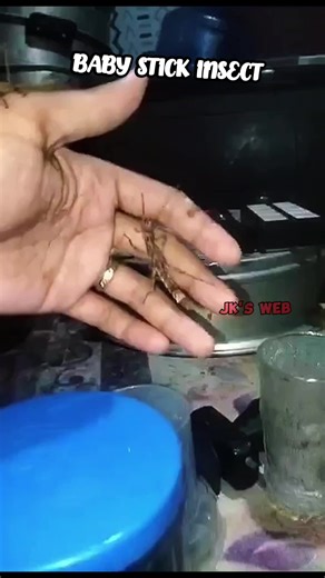BABY STICK INSECT LIKE FOLLOW SHARE #everyone #spider #follower #comment #reaction | Jks Web